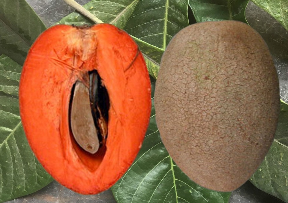Hồng xiêm ruột đỏ "khổng lồ" 2kg/quả, giá gần triệu đồng/cây giống có gì đặc biệt? - 2
Cây giống hồng xiêm khổng lồ ruột đỏ bán giá cao trên thị trường.