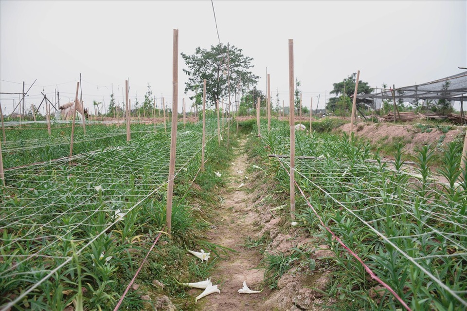 Do nở sớm nên đến thời điểm hiện tại, đa phần hoa loa kèn nở vào đợt một đã được người dân thu hoạch hết.