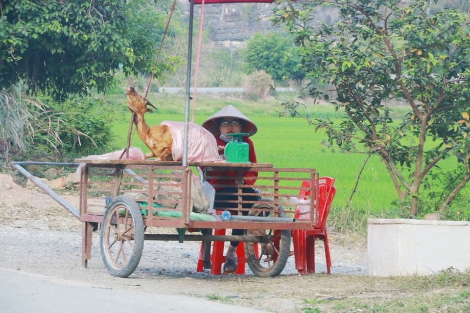 Thịt dê “thấm” bụi bẩn bán tràn lan bên đường vào Tràng An - 3 Một quầy bán thịt dê đơn giản ven đường, chỉ có chiếc xe kéo, một con dê, chiếc cân và chiếc thớt.