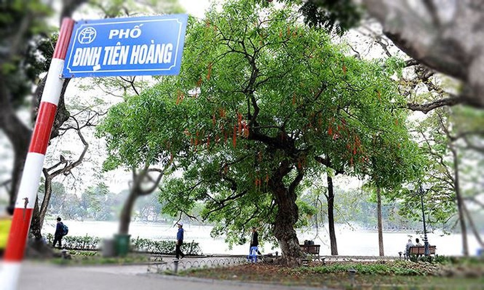 Tháng Tư, lung linh mùa lộc vừng hồ Hoàn Kiếm nở hoa - 1 Tháng Tư, lung linh mùa lộc vừng hồ Hoàn Kiếm nở hoa - 1
