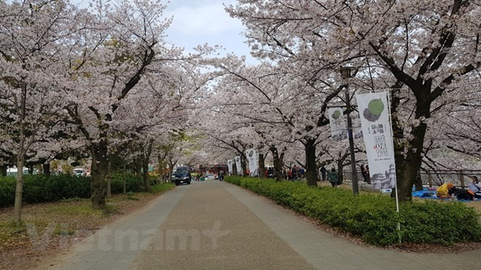 Ngất ngây với sắc hoa anh đào ở đất nước Mặt trời mọc - 1