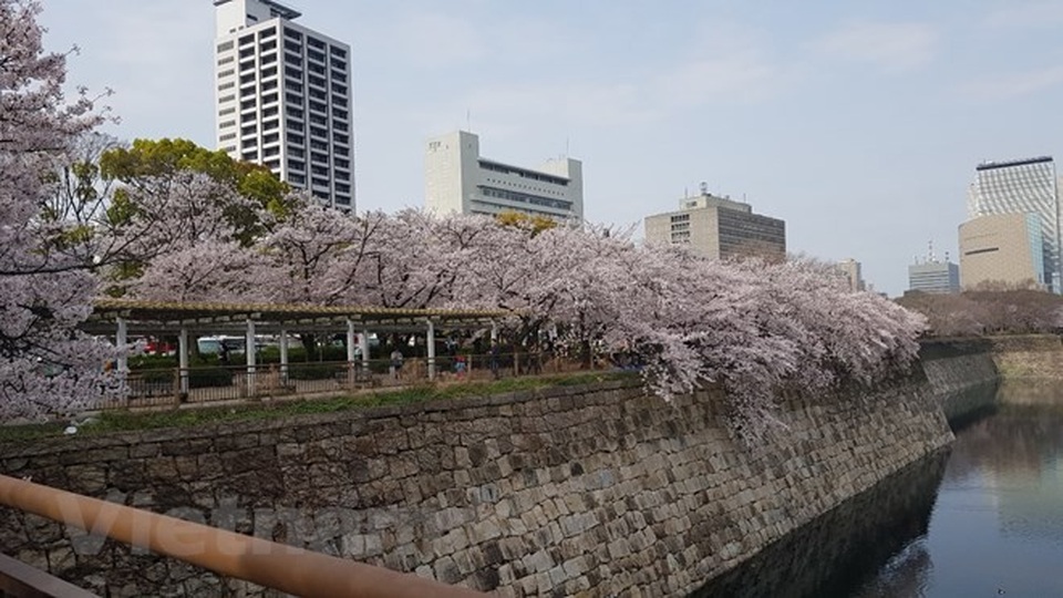 Ngất ngây với sắc hoa anh đào ở đất nước Mặt trời mọc - 2