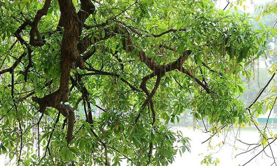 Tháng Tư, lung linh mùa lộc vừng hồ Hoàn Kiếm nở hoa - 3 Tháng Tư, lung linh mùa lộc vừng hồ Hoàn Kiếm nở hoa - 3