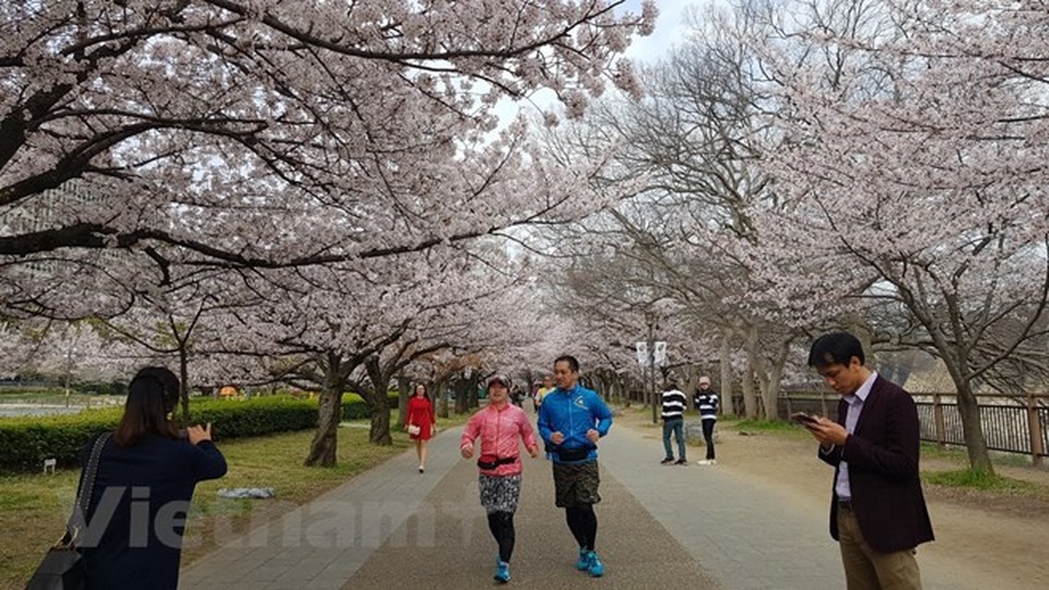 Ngất ngây với sắc hoa anh đào ở đất nước Mặt trời mọc - 3