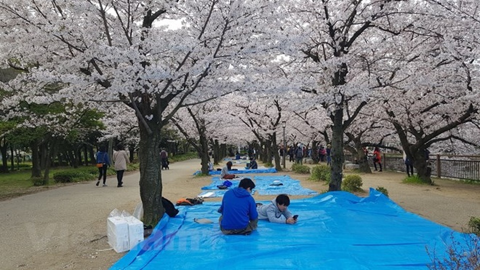 Ngất ngây với sắc hoa anh đào ở đất nước Mặt trời mọc - 4