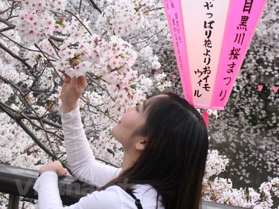 Ngất ngây với sắc hoa anh đào ở đất nước Mặt trời mọc - 5