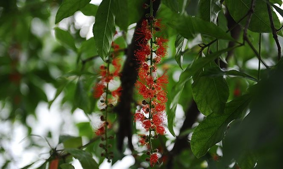 Tháng Tư, lung linh mùa lộc vừng hồ Hoàn Kiếm nở hoa - 6 Tháng Tư, lung linh mùa lộc vừng hồ Hoàn Kiếm nở hoa - 6