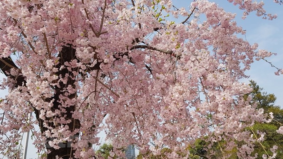 Ngất ngây với sắc hoa anh đào ở đất nước Mặt trời mọc - 6