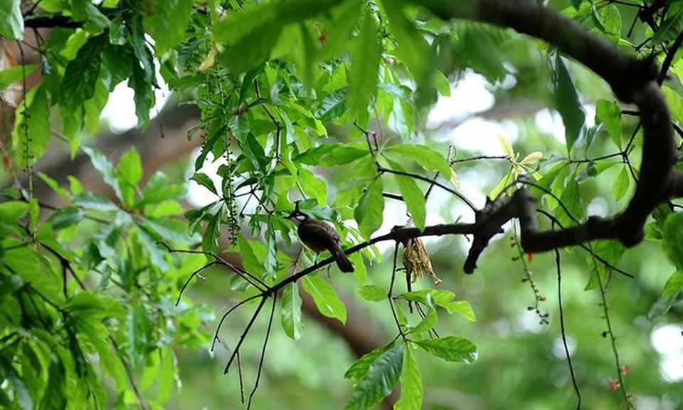 Tháng Tư, lung linh mùa lộc vừng hồ Hoàn Kiếm nở hoa - 7 Tháng Tư, lung linh mùa lộc vừng hồ Hoàn Kiếm nở hoa - 7