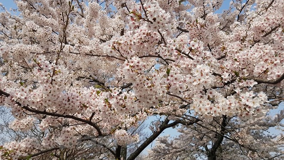 Ngất ngây với sắc hoa anh đào ở đất nước Mặt trời mọc - 7