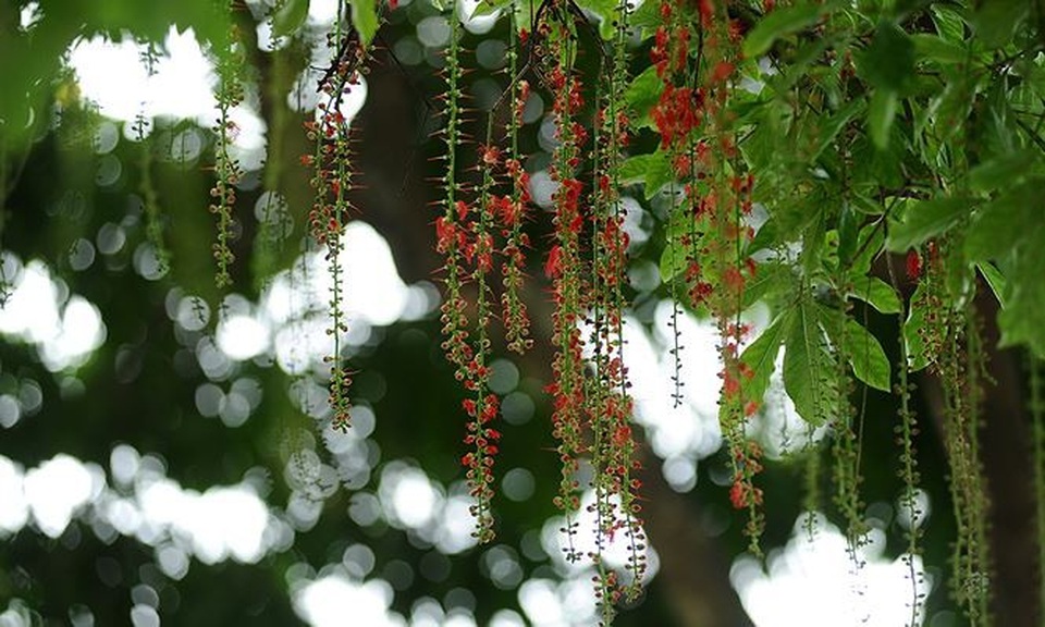 Tháng Tư, lung linh mùa lộc vừng hồ Hoàn Kiếm nở hoa - 8 Tháng Tư, lung linh mùa lộc vừng hồ Hoàn Kiếm nở hoa - 8