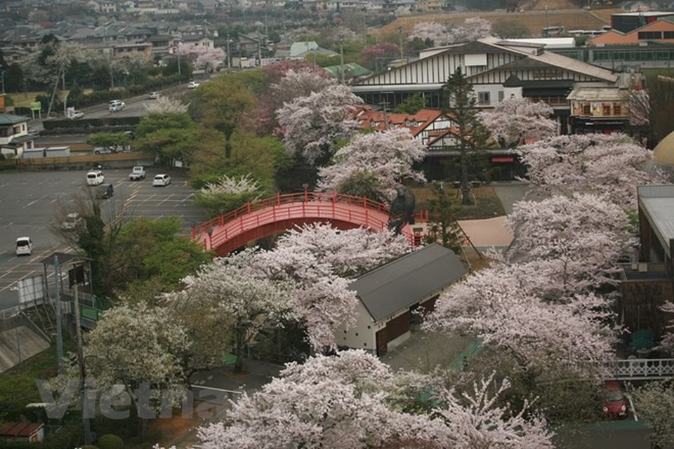 Đây là rặng hoa anh đào nhìn từ trên cao xuống gần chân núi Phú Sỹ thuộc tỉnh Yamanashi. (Ảnh: Thúy Hà/Vietnam+)