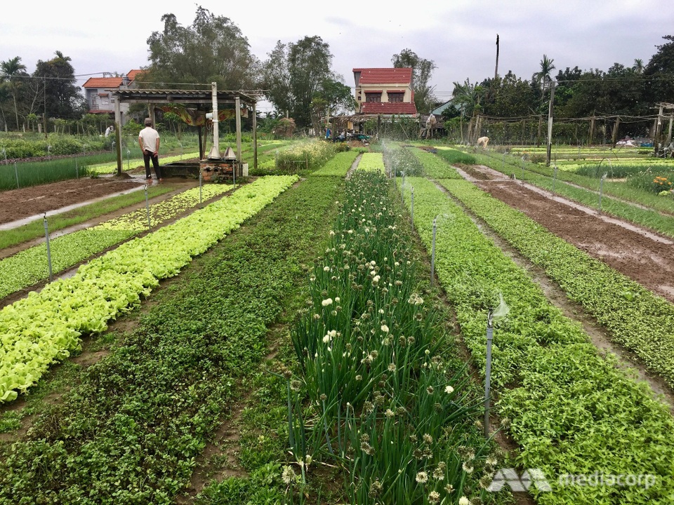 Báo nước ngoài viết về cặp vợ chồng già giữ nghề trồng rau sạch ở Việt Nam - 3 Một ruộng rau hữu cơ ở làng Trà Quế (Ảnh: Mediacorp)
