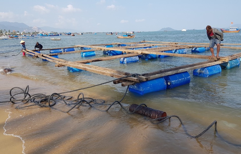 “Thủ phủ” tôm hùm gượng dậy sau bão Damrey - 3 Bên bờ biển, một số hộ dân đang sửa lại lồng bè hư hỏng hoặc mua tre, gỗ để đóng mới lồng bè cho kịp vụ nuôi