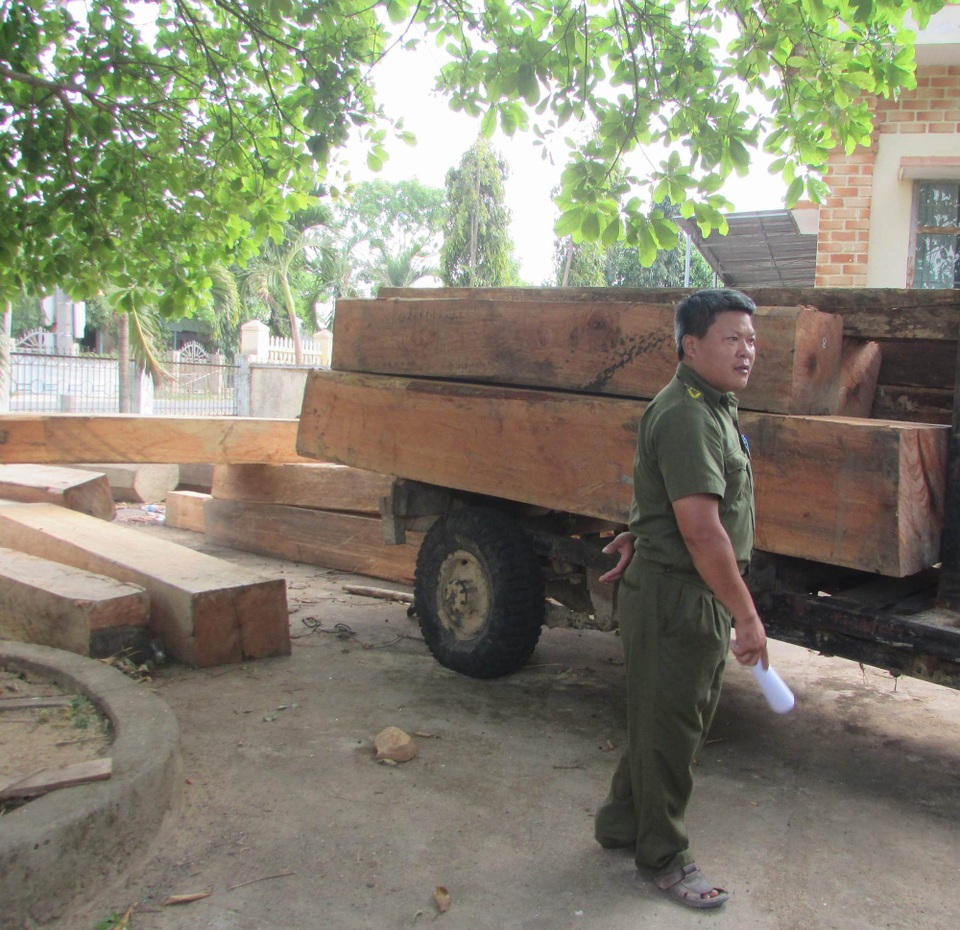 Khai thác, vận chuyển gỗ bằng xe độ chế ra khỏi rừng - 1 Số gỗ lậu được phát hiện, đưa về trụ sở UBND xã (ảnh N.D)