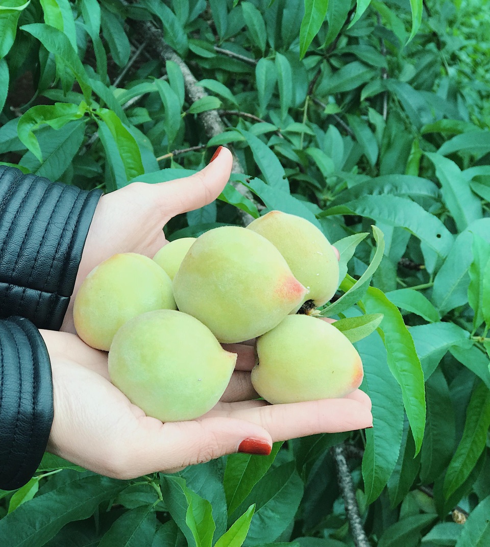 Ngắm trọn sắc màu Mộc Châu qua bộ ảnh cực dễ thương của “phượt thủ nhí” - 13
Với sự hỗ trợ từ người thân phượt thủ nhí đã đút túi mang về được số đào này.