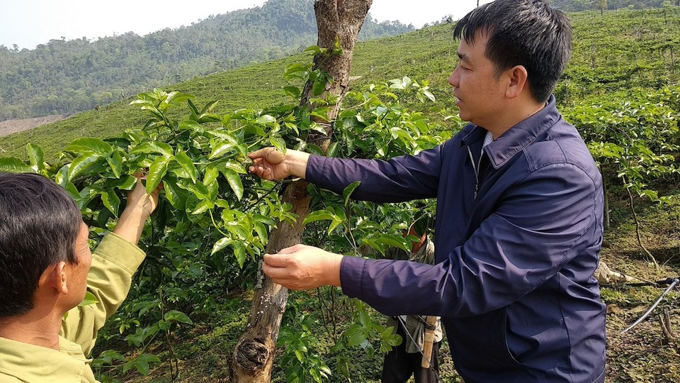 Về nơi trồng chanh leo dễ hơn chăm sóc con trâu - 1 Cán bộ kỹ thuật đang hướng dẫn bà con cách chăm sóc chanh leo thời điểm ra hoa.