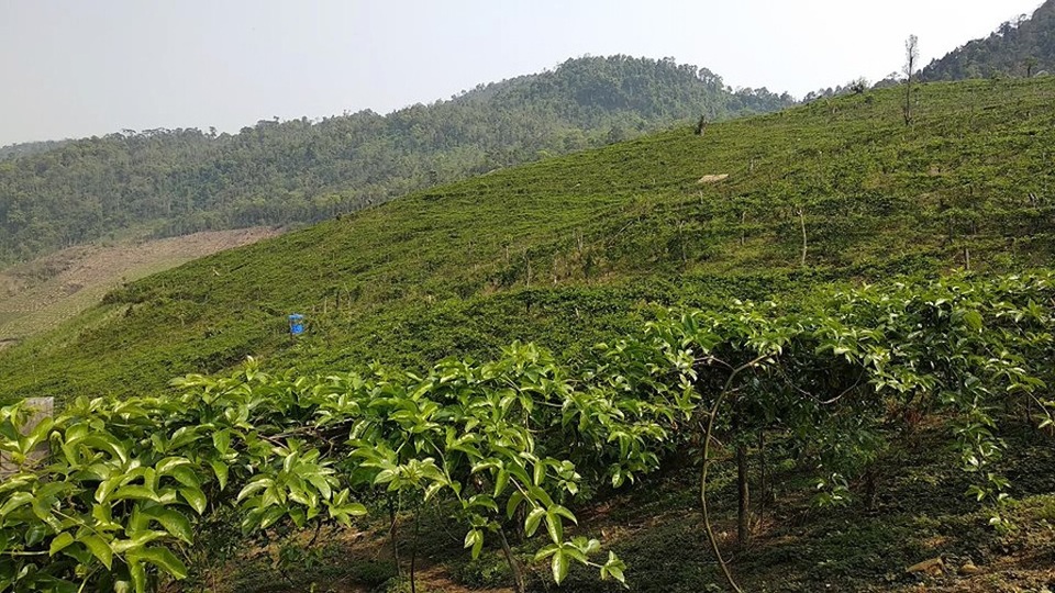 Về nơi trồng chanh leo dễ hơn chăm sóc con trâu - 3 Với những đặc tính phù hợp với thổ nhưỡng, khí hậu nên vùng trồng chanh leo ở xã Nhôn Mai phát triển và cho hiệu qủa về kinh tế rất cao.