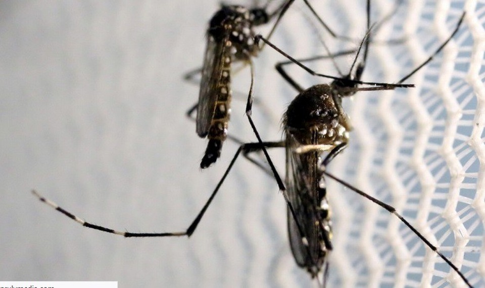 Trung Quốc sử dụng công nghệ radar quân sự vào cuộc chiến chống muỗi - 1