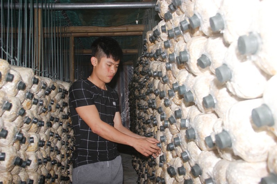 Chàng trai 9X Quảng Trị khởi nghiệp từ nấm sò - 2 Mỗi đợt thu hoạch, trang trại của Phúc đạt khoảng 2 tạ nấm