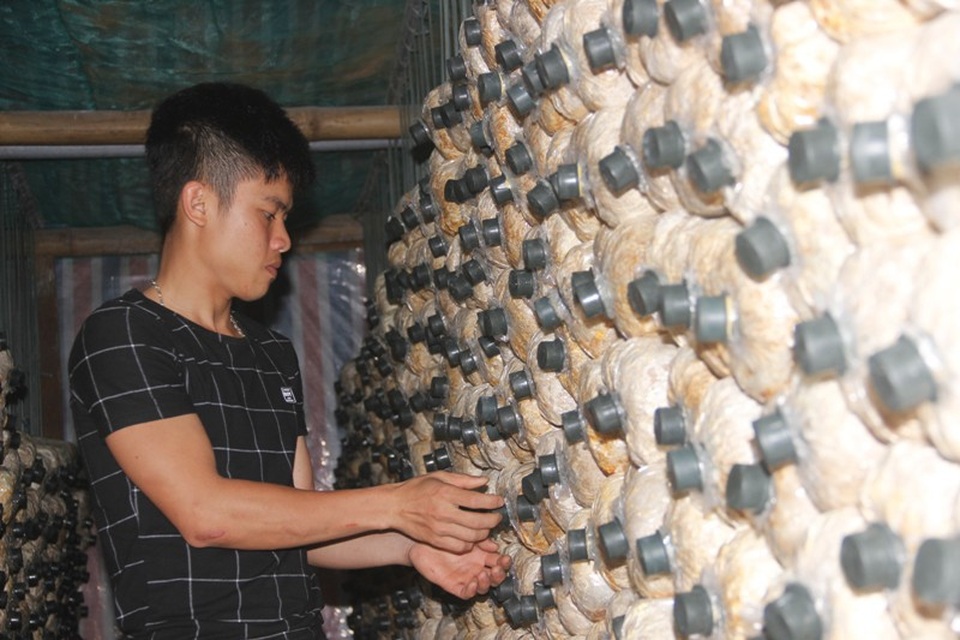 Chàng trai 9X Quảng Trị khởi nghiệp từ nấm sò - 1 Chàng thanh niên trẻ Trần Văn Phúc khởi nghiệp ngay trên quê hương với cây nấm