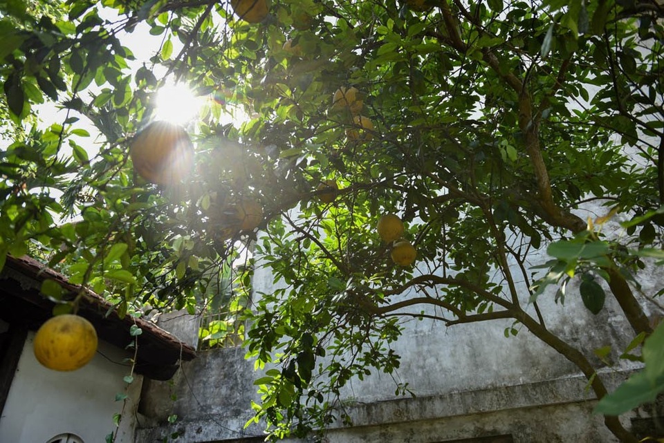 Nhà 400m2 kiểu cổ giữa Hà Nội và ngôi làng “bí ẩn” của đạo diễn Lưu Trọng Ninh - 4 Từ khoảng sân trong căn nhà vườn, khách đến chơi có thể ngắm ánh nắng xuyên qua những tán lá, nghe tiếng chim hót lảnh lót.