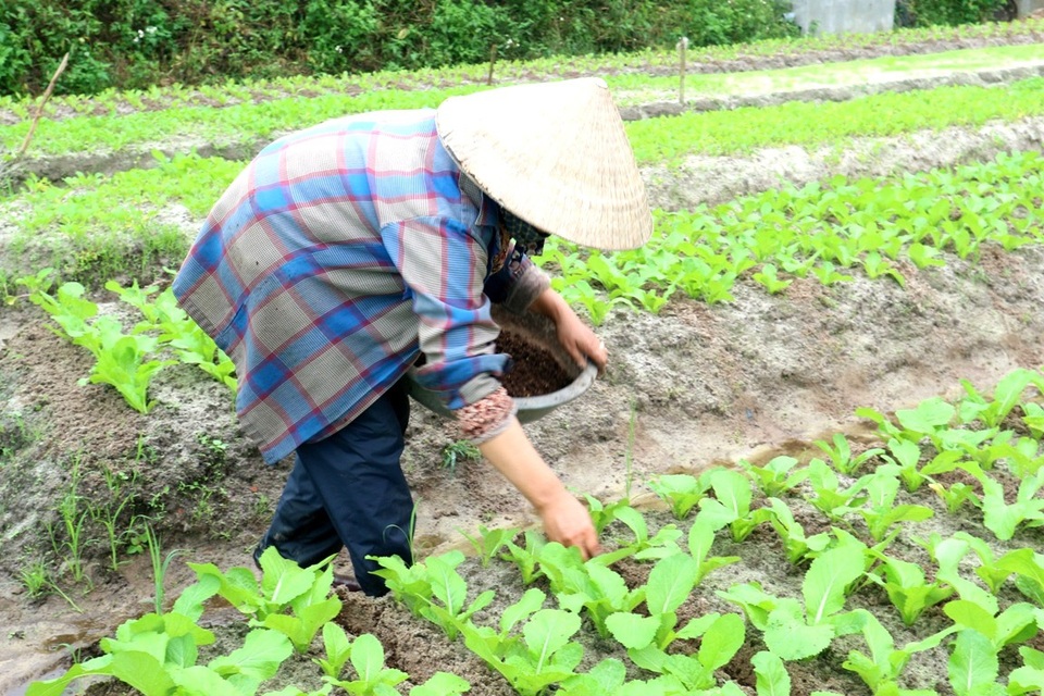 Làng rau vùng cát trắng tất bật vào vụ Tết - 5 Xác đậu phộng, bèo lục bình, rơm rạ khô được người dân ủ lại, phủ lên giúp cây giàu thêm dinh dưỡng và tăng khả năng giữ nước
