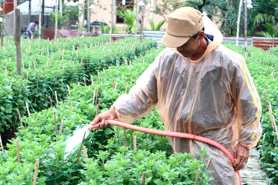 Người dân cố gắng làm theo hướng dẫn kỹ thuật của các ngành chức năng để cứu vớt vườn hoa gia đình