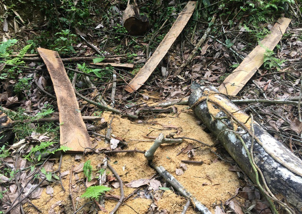 Những cánh rừng bị tàn phá: Yêu cầu kiểm điểm hàng loạt cán bộ - 1 Theo báo cáo của huyện Thường Xuân, có 115 cây gỗ từ nhóm 5 đến nhóm 8, khối lượng 7,216 m3 và 2 ste củi đang còn tại hiện trường.