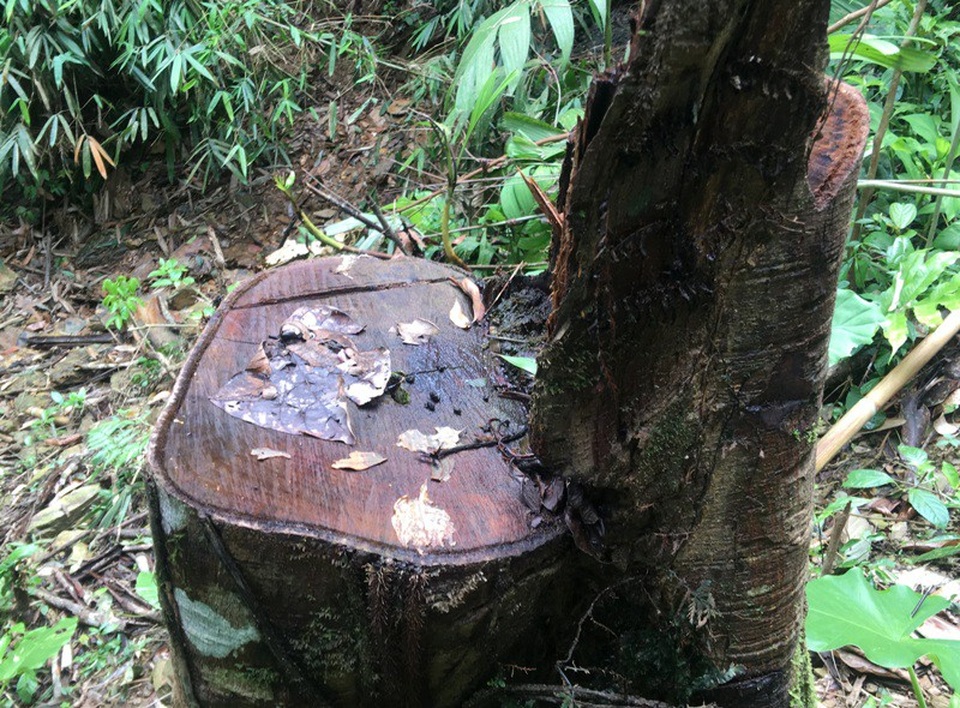 Những cánh rừng bị tàn phá tan hoang - 2 Những gốc cây vừa bị chặt hạ còn tươi rói