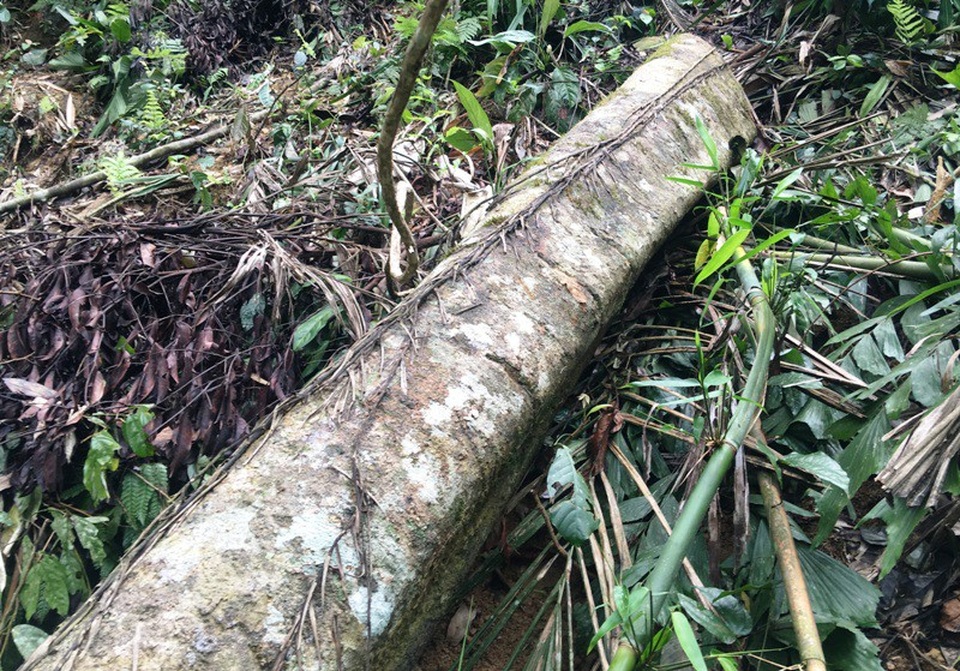 Những cánh rừng bị tàn phá tan hoang - 3 Những thân cây gỗ đã chặt xuống còn sót lại trong rừng