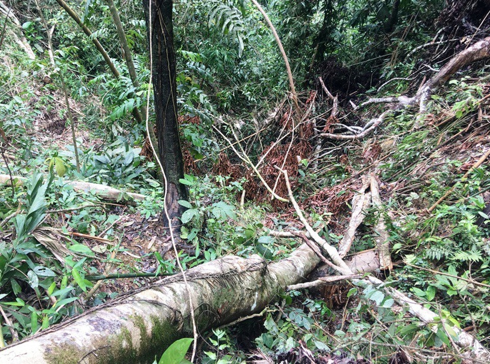 Những cánh rừng bị tàn phá tan hoang - 5 Gần như những cây gỗ lớn nơi đây đã bị khai thác