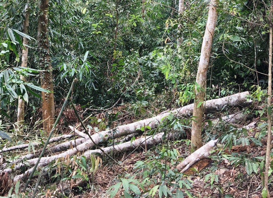 Những cánh rừng bị tàn phá tan hoang - 7 Nhiều cây bị chặt hạ bỏ lại trong rừng