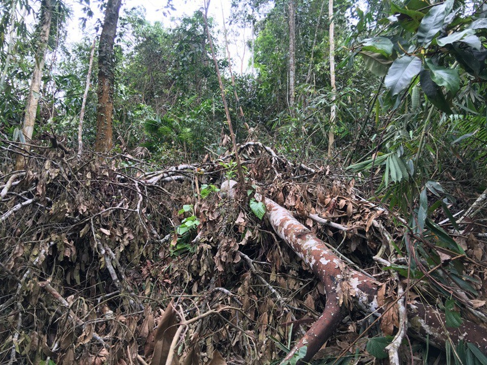 Những cánh rừng bị tàn phá: Yêu cầu kiểm điểm hàng loạt cán bộ - 3 Người vi phạm đã bị xử phạt, dư luận trông chờ vào việc xử lý trách nhiệm trong công tác quản lý của chính quyền và ngành chức năng trong công tác bảo vệ rừng