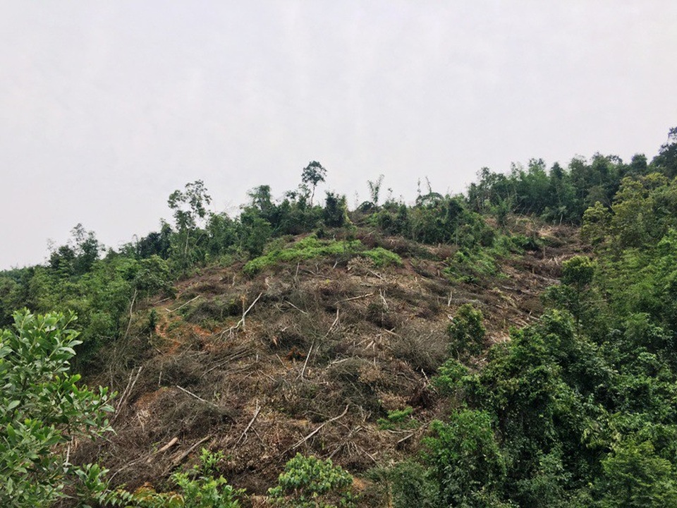 Những cánh rừng bị tàn phá tan hoang - 10 Hàng chục ha rừng nơi đây đã không còn