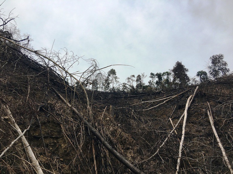 Những cánh rừng bị tàn phá tan hoang - 12 Một cánh rừng sau khi chặt phá đã được đốt dọn