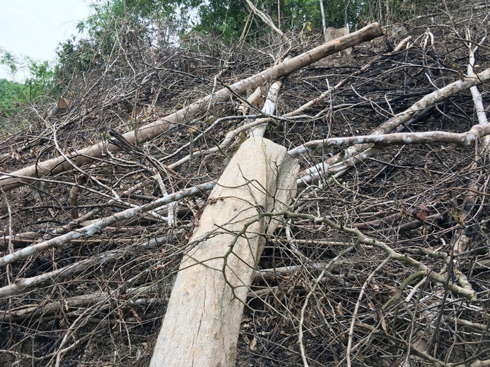 Những cánh rừng bị tàn phá tan hoang - 9 Những cánh rừng bị tàn phá tan hoang - 9