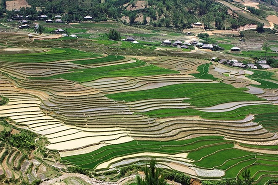 Mù Cang Chải đẹp như tranh vẽ vào mùa những con nước đổ ải - 10 Những thửa ruộng đủ nước đổ ải sẽ được cấy trước, cho tới khi cả cánh đồng chỉ còn một màu xanh tươi.