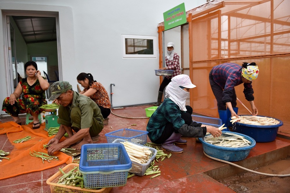 Hà Nội: Măng tây trong nhà lưới cho thu hoạch gần chục triệu đồng mỗi ngày - 10
Măng thu hoạch được rửa sạch, cắt gọt và phân loại.