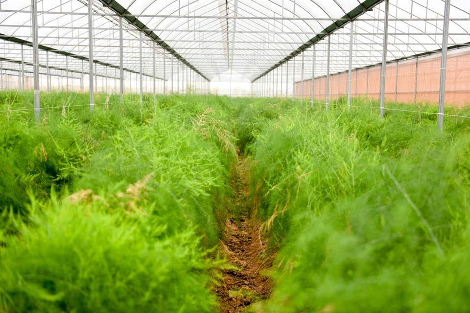 Hà Nội: Măng tây trong nhà lưới cho thu hoạch gần chục triệu đồng mỗi ngày - 1
Trên địa bàn xã Hồng Thái (Phú Xuyên, Hà Nội) có khoảng 3 ha trồng măng tây, với hai loại măng tây xanh và trắng. Giống được nhập khẩu trực tiếp từ Hà Lan, trong đó có khoảng 1,2 ha măng tây được trồng trong nhà lưới của hợp tác xã Hồng Thái đang vào vụ thu hoạch.