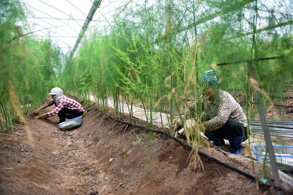Hà Nội: Măng tây trong nhà lưới cho thu hoạch gần chục triệu đồng mỗi ngày - 2
Măng tây là loại cây thích hợp trồng trên đất phù sa trộn cát và phân hữu cơ. Cây măng tây được ươm từ hạt, trồng theo luống. Sau khoảng 4 năm trồng măng ngoài trời cho năng suất thấp, măng tây được áp dụng công nghệ trồng trong nhà lưới để đảm bảo về độ ẩm và sâu bệnh.