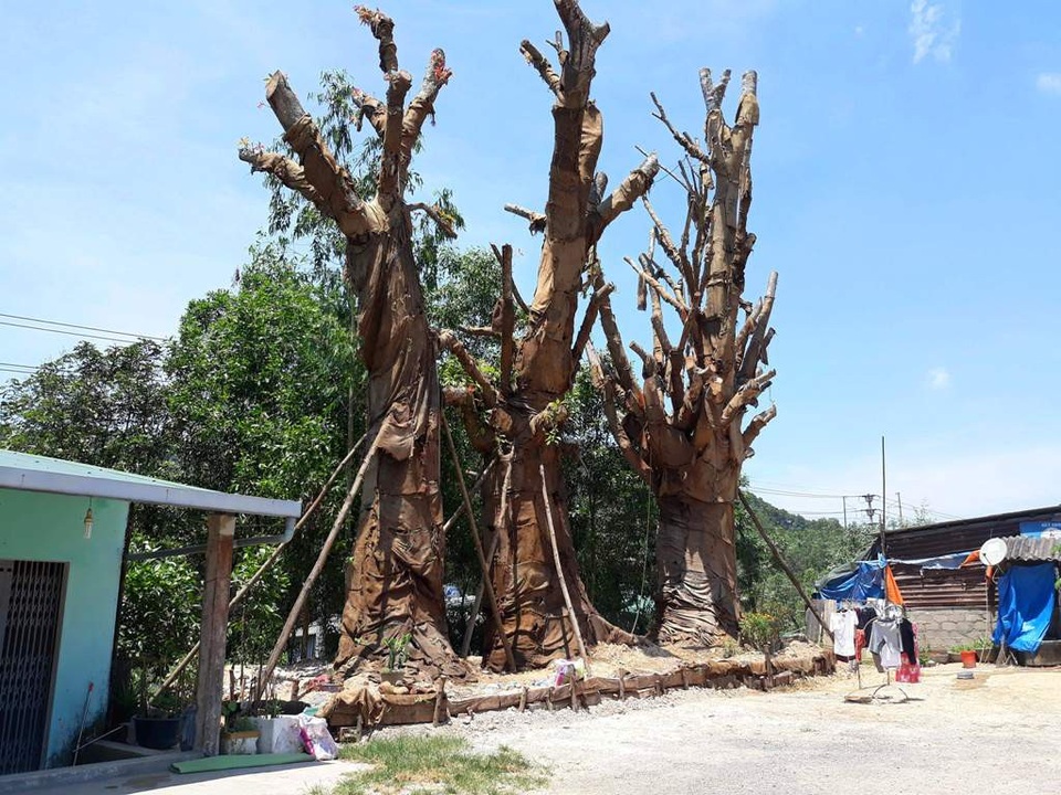 Địa phương xin Bộ GTVT chỉ đạo phương án vận chuyển 3 cây “quái thú” - 1 3 cây quái thú đang được trồng tạm ở một bãi đất cạnh tuyến đường tránh TP Huế qua địa bàn Thị xã Hương Thủy. Một số lá non của 3 cây đa sộp này mới mọc ở thân cây