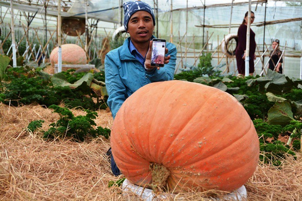 Ngỡ ngàng với vườn bí khổng lồ ở Đà Lạt - 2