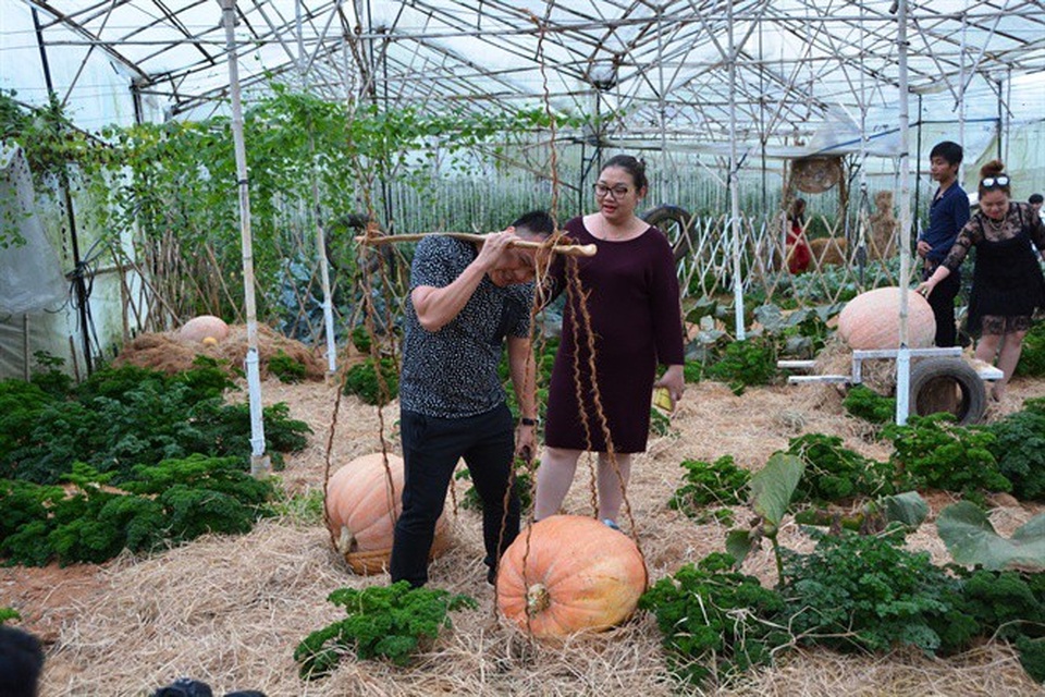 Ngỡ ngàng với vườn bí khổng lồ ở Đà Lạt - 3