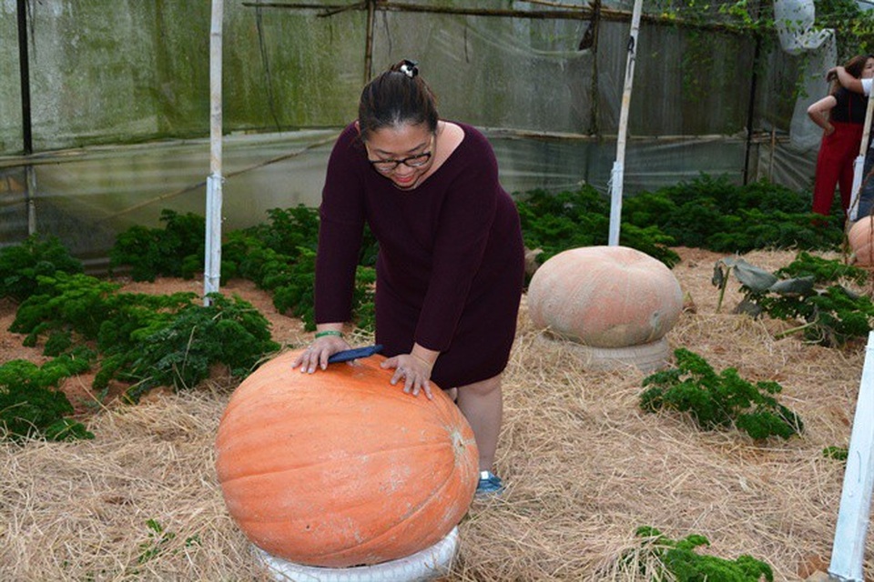 Ngỡ ngàng với vườn bí khổng lồ ở Đà Lạt - 4