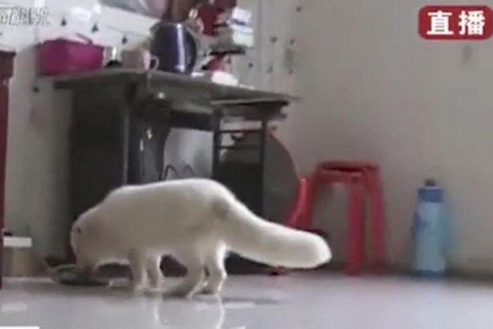 Mua chó Nhật nuôi gần một năm mới biết đấy là cáo - 3 Đến khi được 3 tháng tuổi, con vật bỗng nhiên từ chối ăn thức ăn cho chó