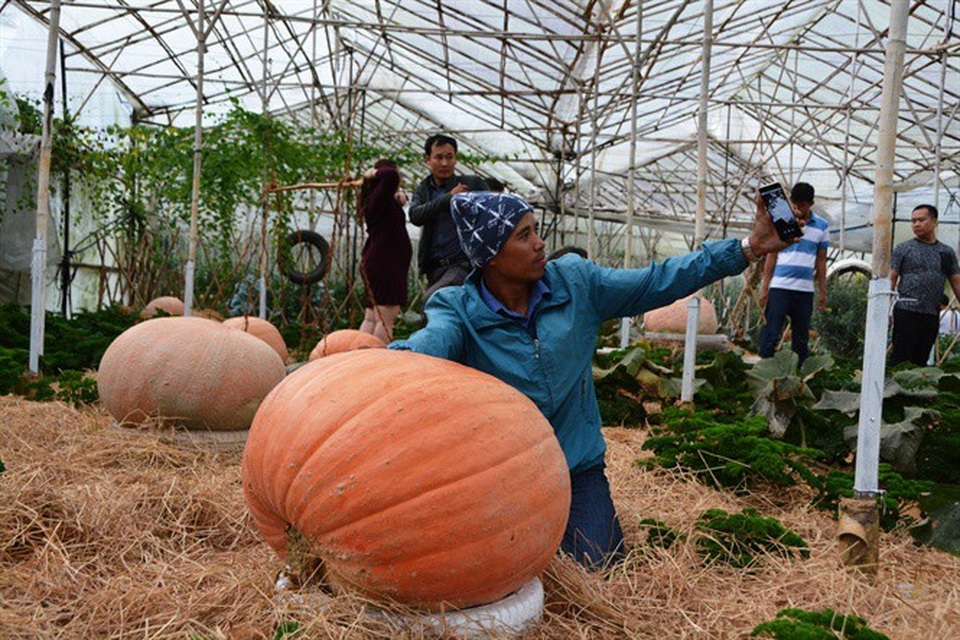 Ngỡ ngàng với vườn bí khổng lồ ở Đà Lạt - 6