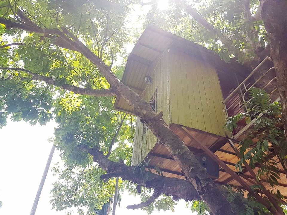 
Nằm trên ngọn cây nhưng ngôi nhà được thiết kế rất chắc chắn. Khung thép chịu lực được hàn cố định bắt chặt vào thân và các cành chính của cây sấu. Sàn và tường gỗ được bắt đinh vít xung quanh.
