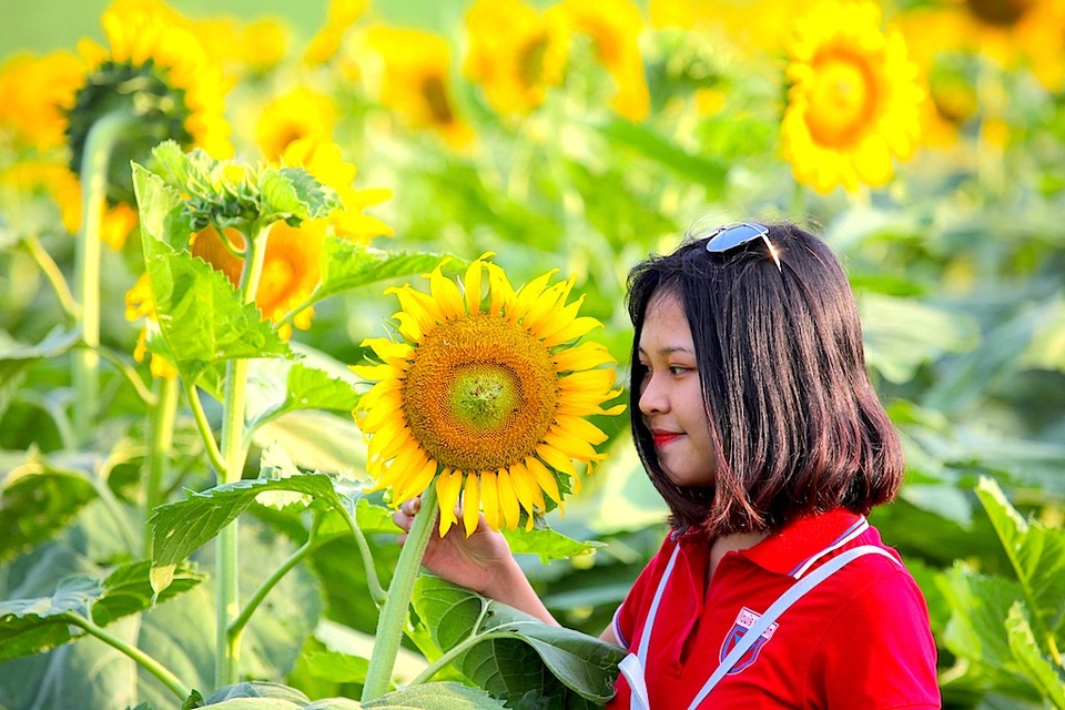 Hút hồn cánh đồng hoa hướng dương trái mùa ở miền Tây xứ Nghệ - 2 Hút hồn cánh đồng hoa hướng dương trái mùa ở miền Tây xứ Nghệ - 2