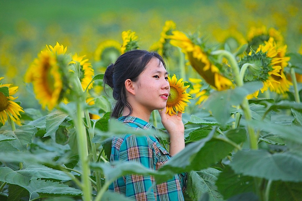 Hút hồn cánh đồng hoa hướng dương trái mùa ở miền Tây xứ Nghệ - 6 Hút hồn cánh đồng hoa hướng dương trái mùa ở miền Tây xứ Nghệ - 6
